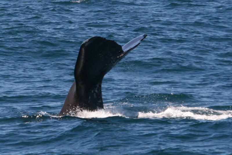 Nieuw-Zeeland 2011 - 1248